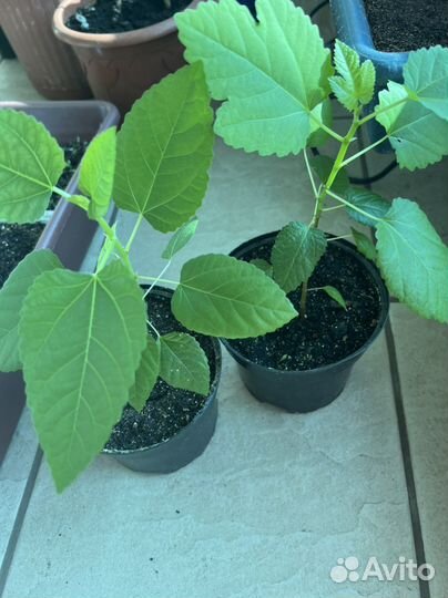 Рассада Инжир