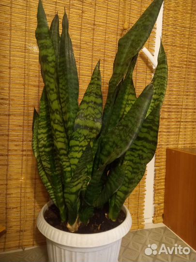 Сансевиерия