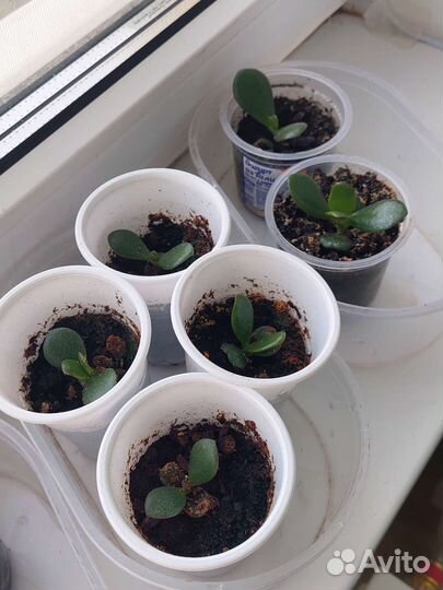 Крассула толстянка