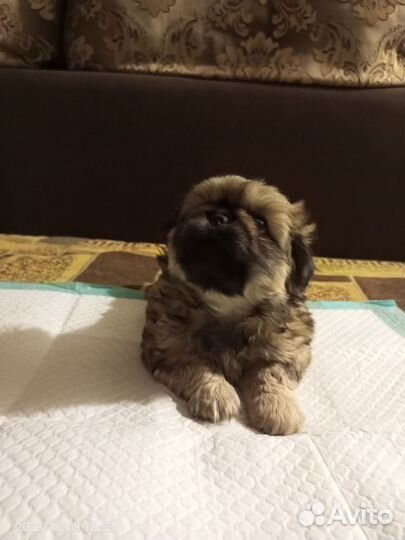 Щенки пекинеса