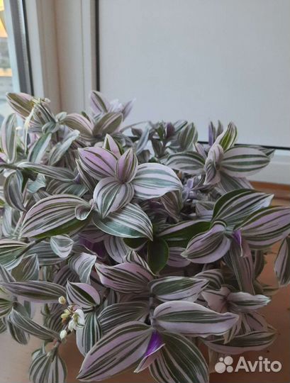 Традесканция