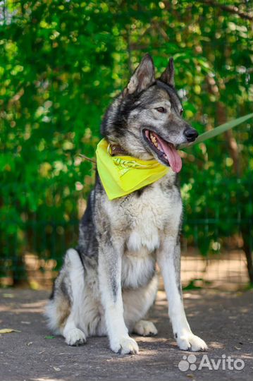 Собака Гром из приюта ищет семью