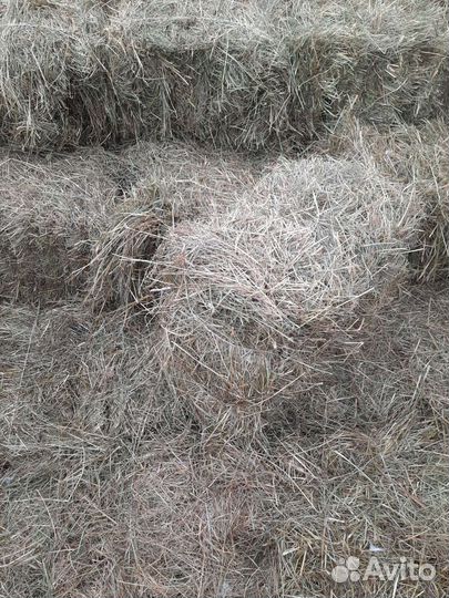 Сено рулоны 2023