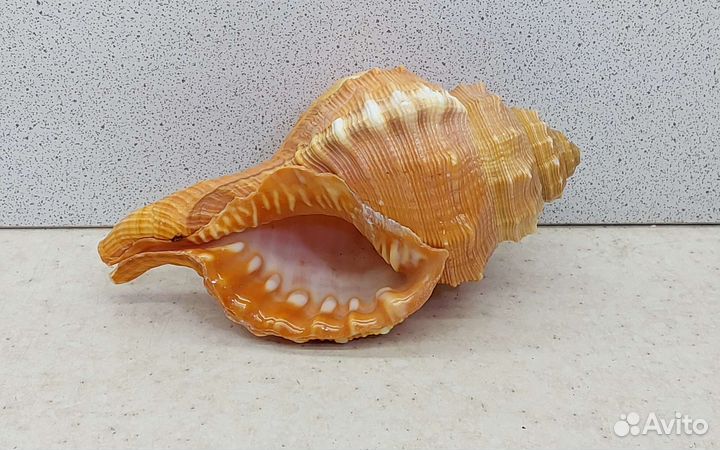 Циматиум Пурам 10,9 морская ракушка раковина