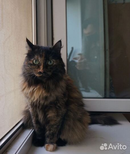 Кошка Марго в добрые руки