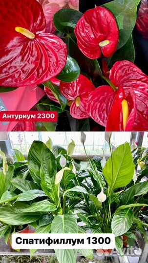 Фикус антуриум Замиокулькас спатифиллюм