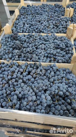 Мерло Каберне Изабелла оптом