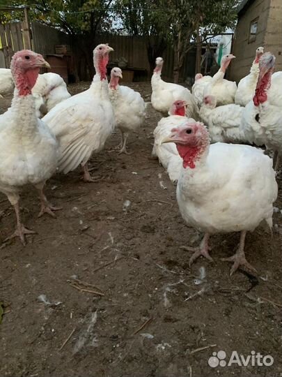 Индюки, индюшки