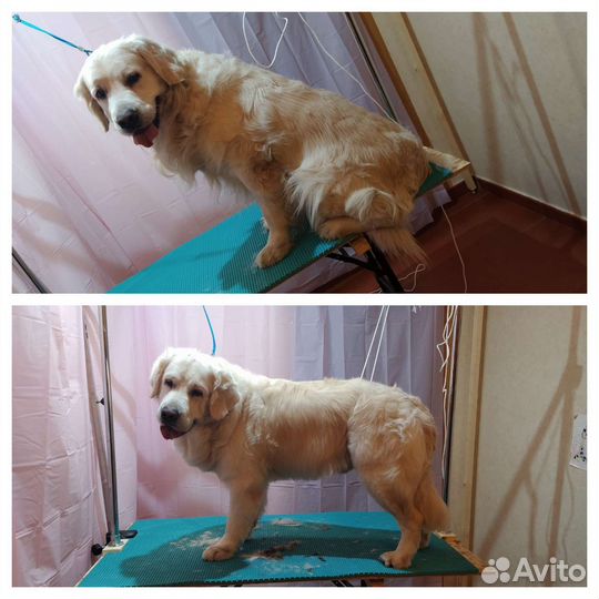 Груминг собак и кошек