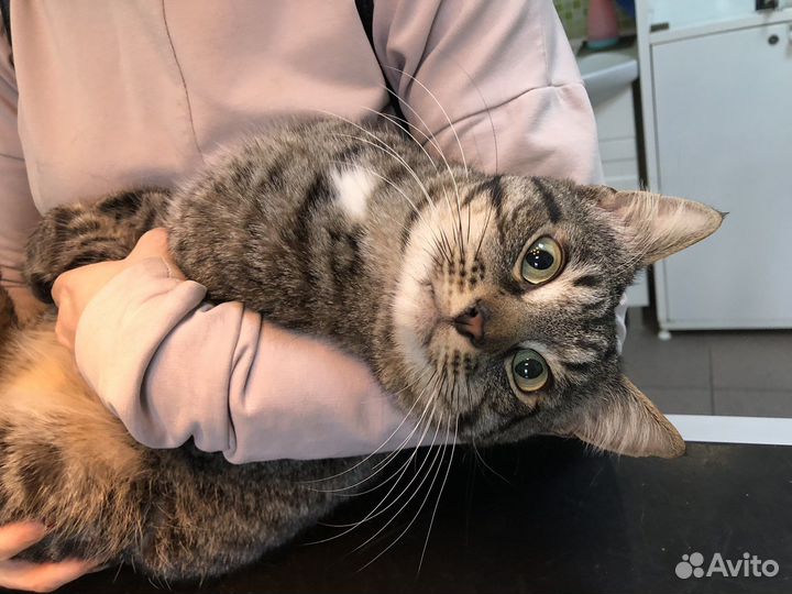 Котик Федя в поиске дома или передержки