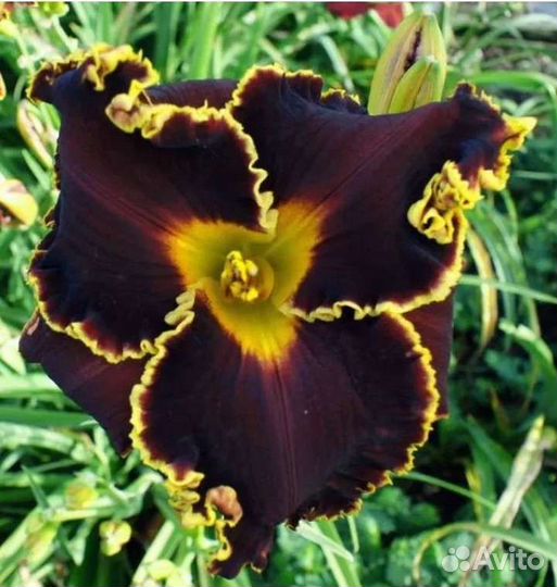 Лилейники сортовые в Кемерово только почтой