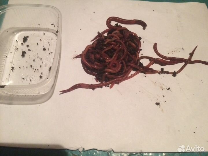Червь навозный для рыбалки