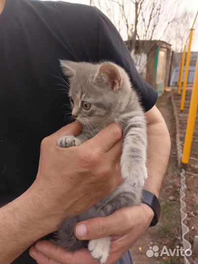 Британский. котенок девочка