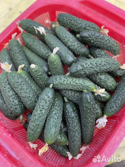 Огурцы свежие