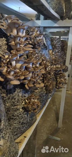 Грибные блоки вешенка