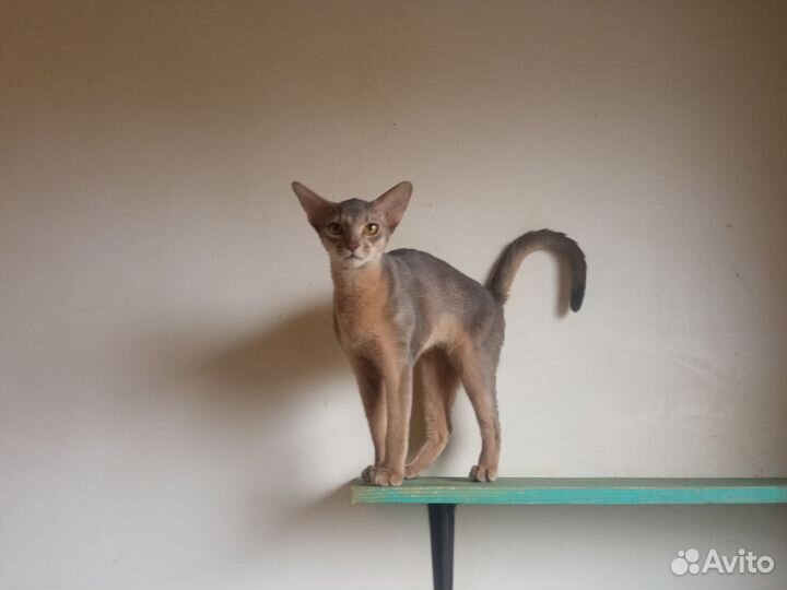 Абиссинская любовь