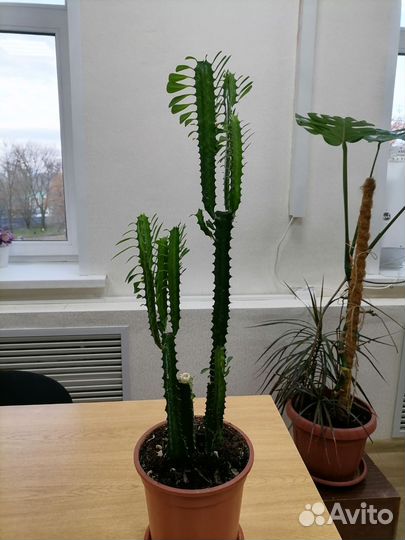 Молочай трехгранный