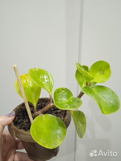 Комнатные растения: Аихризон,Пеперомия вариегатная