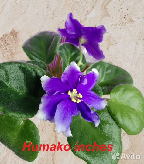 Цветущие фиалки