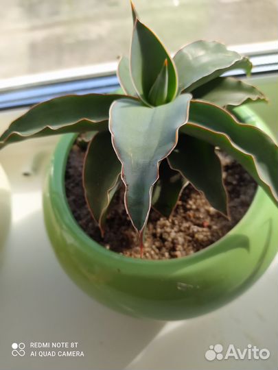 Сансевьерия сортовая