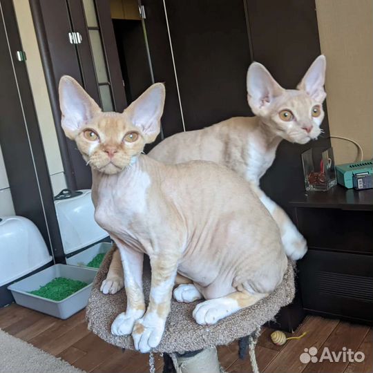 Котята девон-рекс