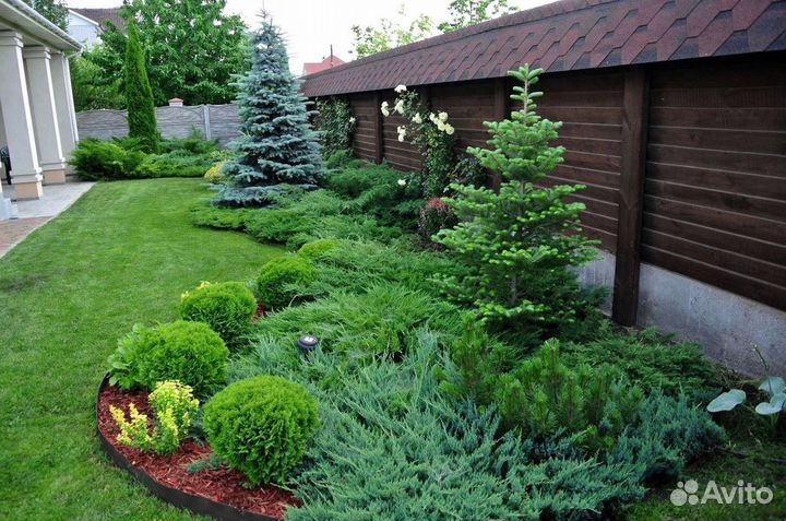 Туя екстра класса