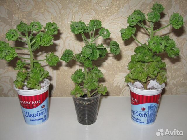Пеларгонию P.graveolens cv Bontrosai продаю купить в Москве | Товары ...