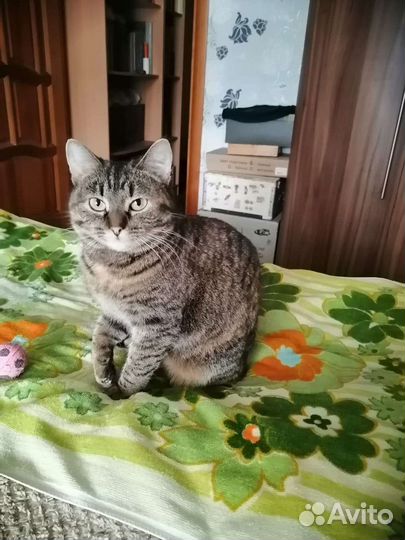 Кошка в дар