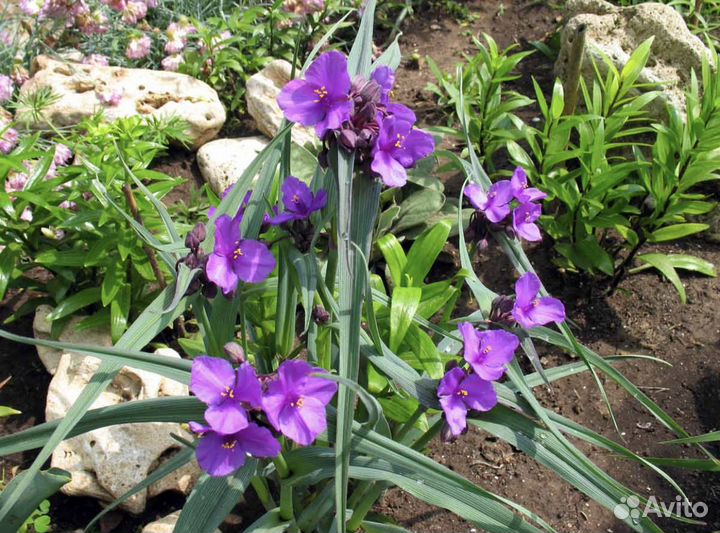 Традесканция садовая