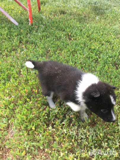 Щенки русско европейской лайки