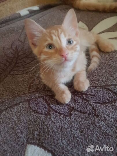 Кошка в дар бесплатно