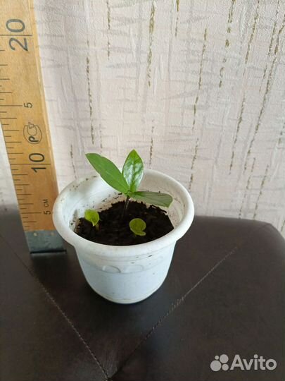 Замиокулькас