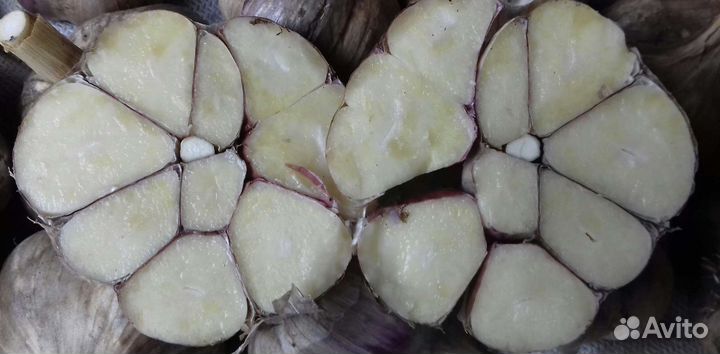 Чеснок озимый (Любаша)