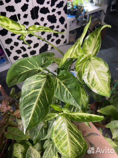 Сингониум Спир поинт