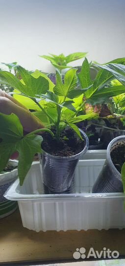 Ипомея батат