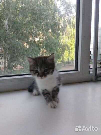 Кошка, котята в дар бесплатно