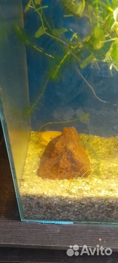 Аквариум на 150 литров с рыбками