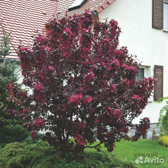 Яблоня Роялти саженец