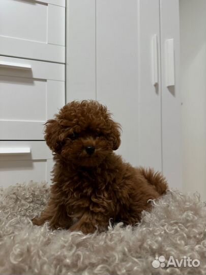 Той-пудель мини девочка