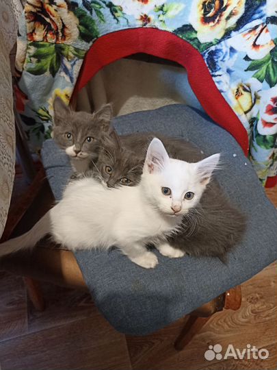 Котята в добрые руки