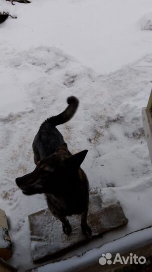 Собака Пальма в добрые руки