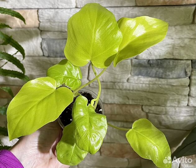 Филодендрон Селло Голд Сатин