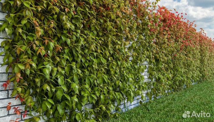 Виноград девичий Высота от 25см