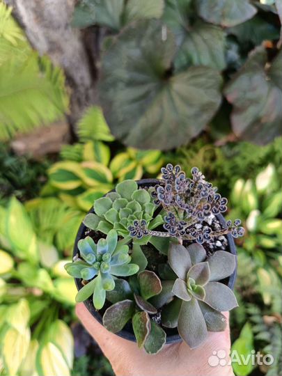 Суккуленты, композиции