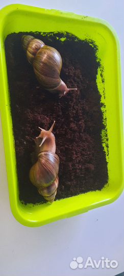 Улитки Ахатины большие