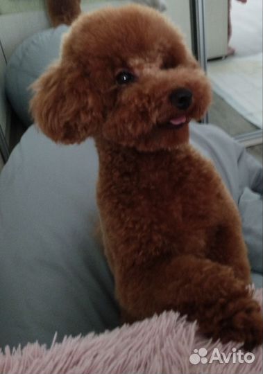 Той-пудель вязка