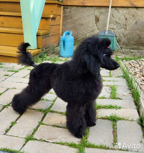 Той-пудель щенок девочка