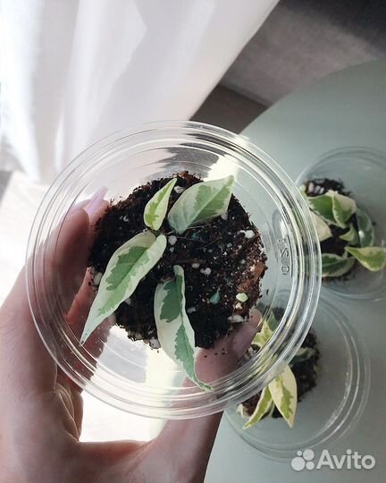 Фикус сагитата вариегатный в тепличке