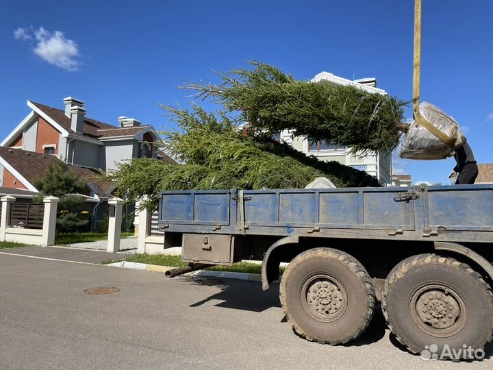 Ель обыкновенная