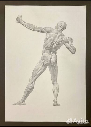Экорше. Академический рисунок